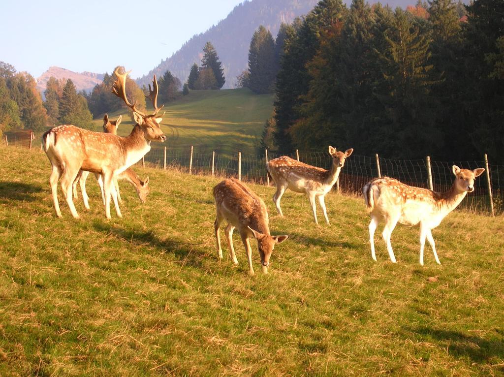 Ferienbauernhof Liebschick Villa Egg Buitenkant foto