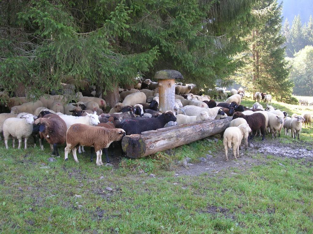 Ferienbauernhof Liebschick Villa Egg Buitenkant foto
